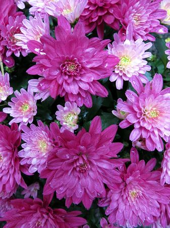 Example: Digital photo 144 kB with 500x667px
